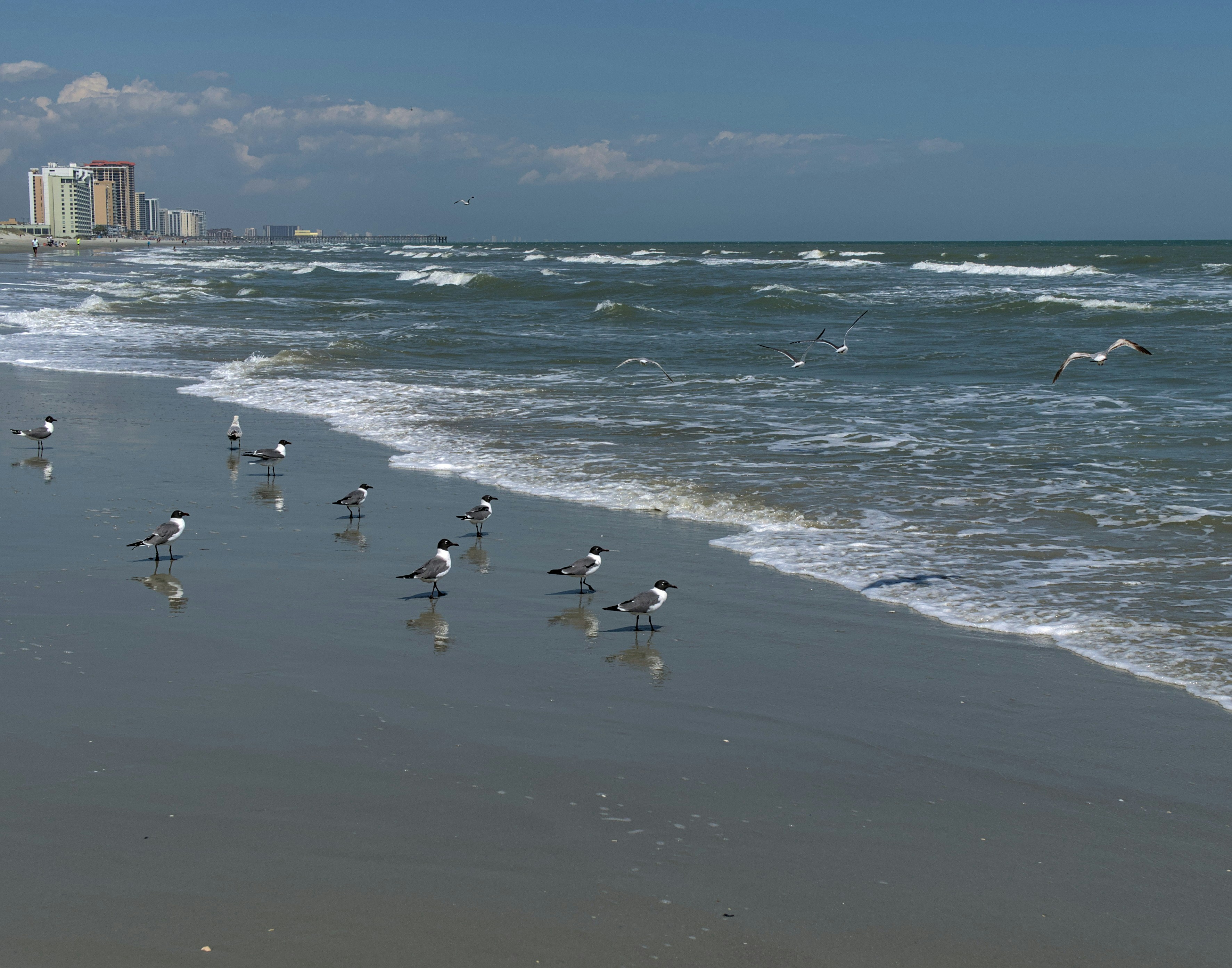 un gruppo di uccelli in piedi in cima a una spiaggia vicino all'oceano