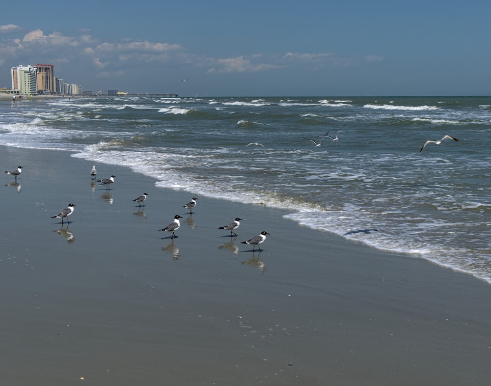 a group of birds standing on top of a beach next to the ocean