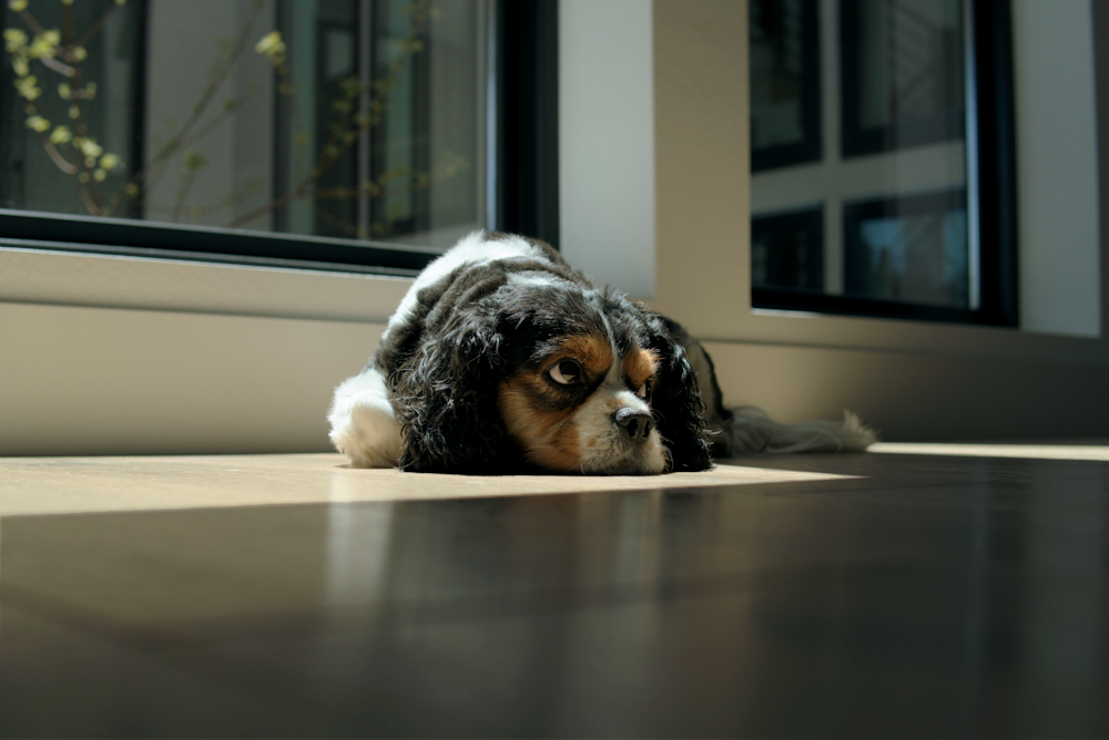 a dog laying on the floor next to a window