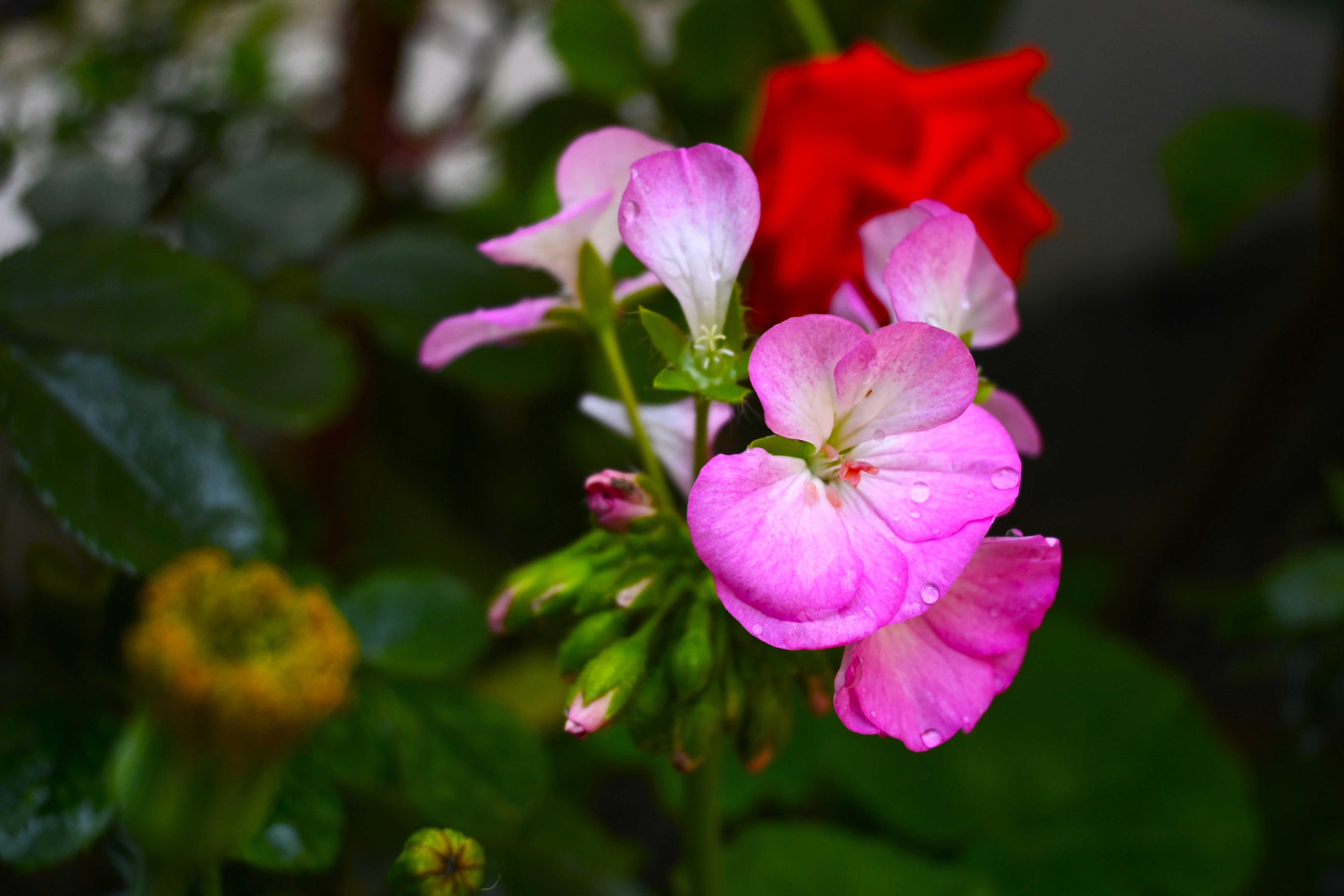 Photo by krishnaktn24