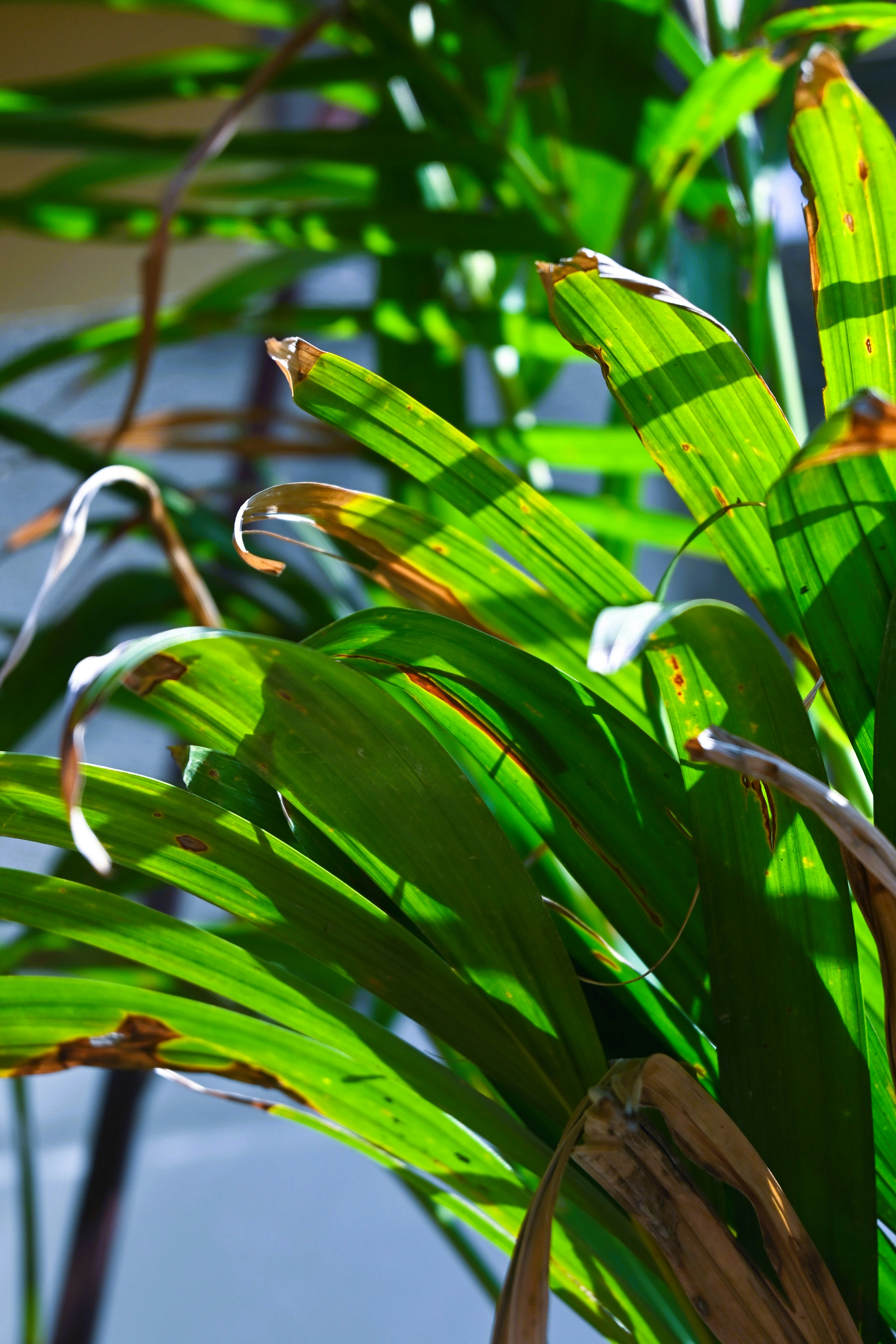 Photo by krishnaktn24