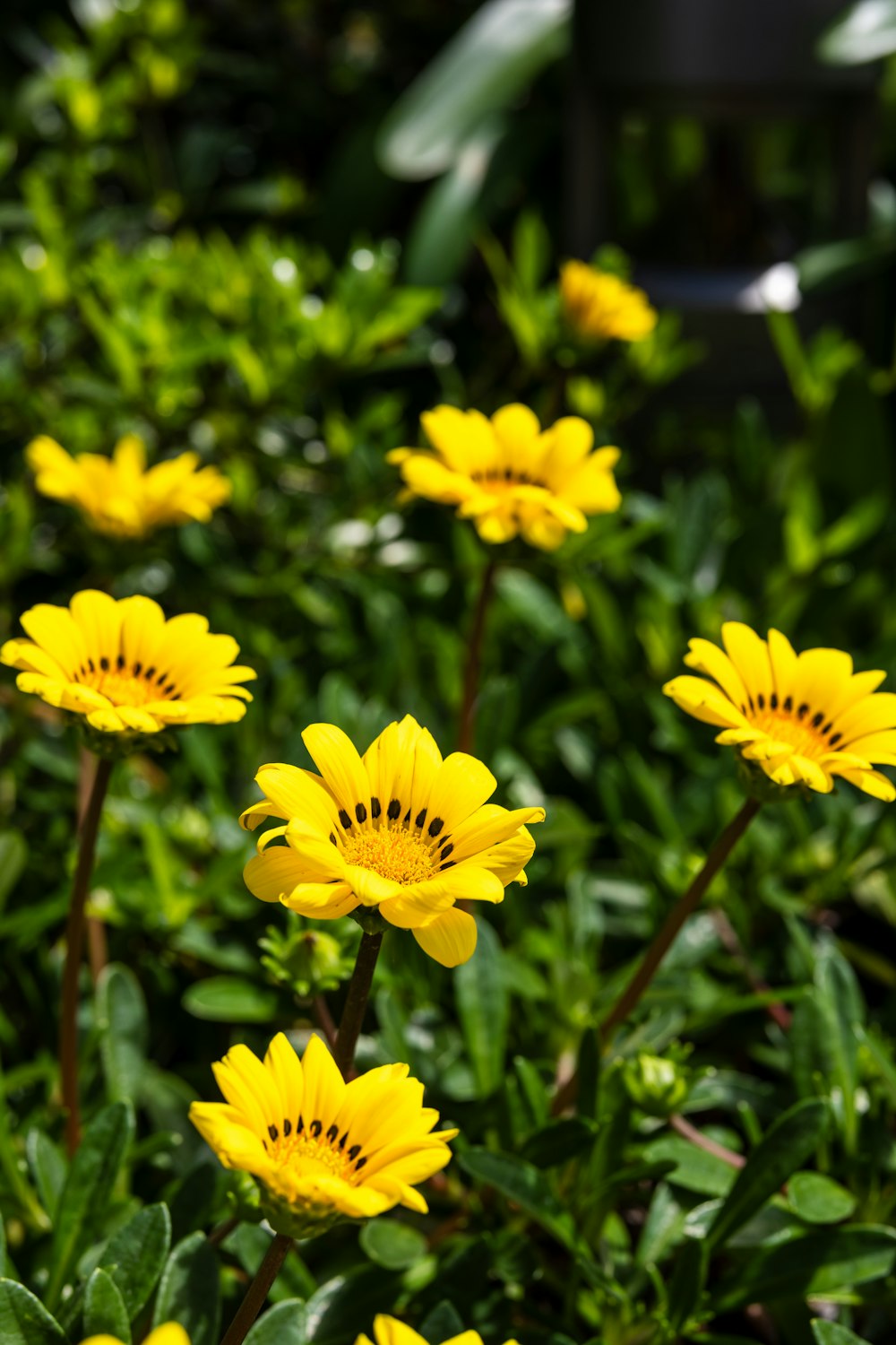 a bunch of yellow flowers that are in the grass