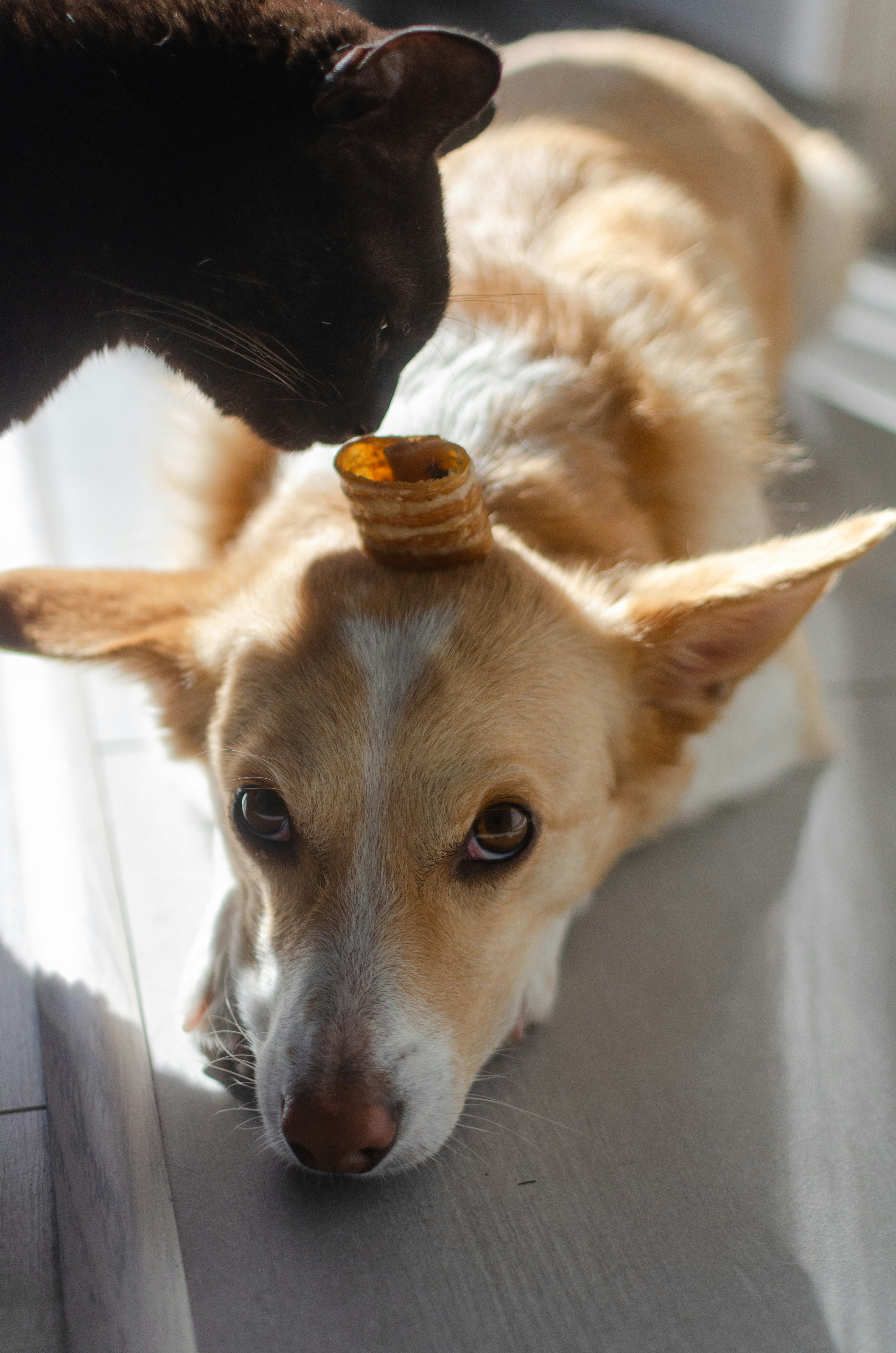 Close-up of a dog inspecting a bowl of freeze-dried food