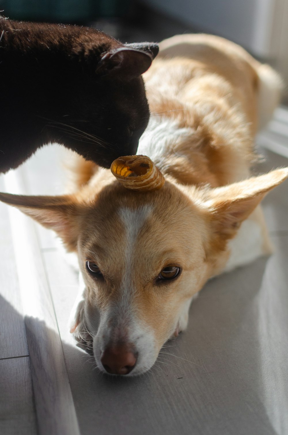 a cat and a dog playing with each other