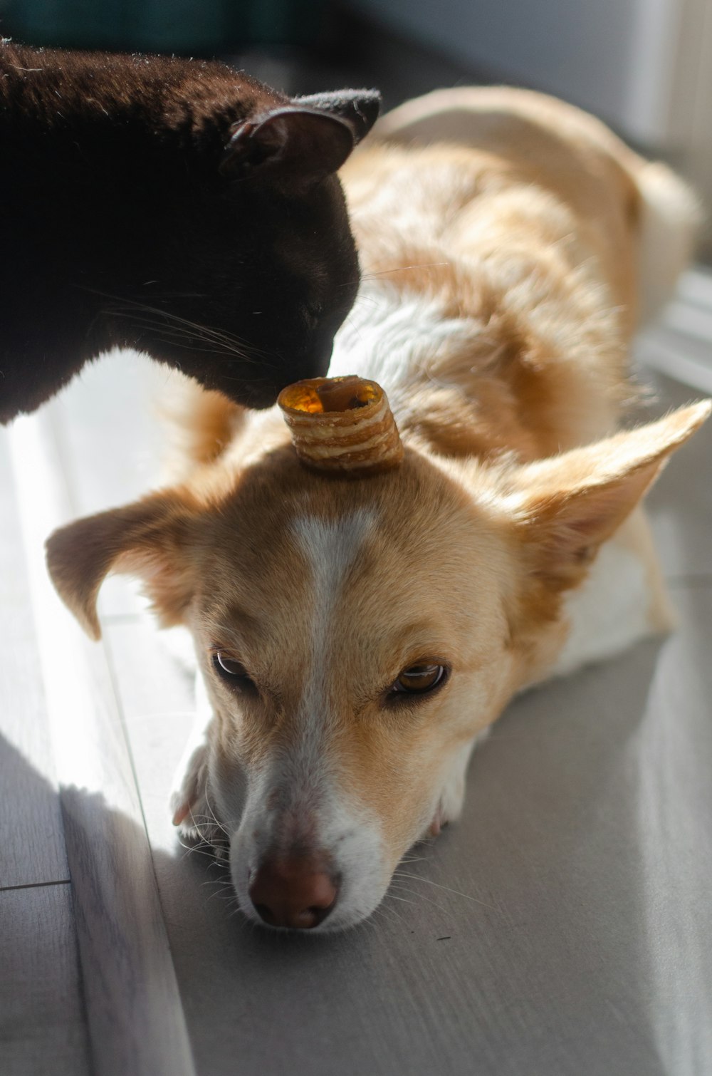 a dog with a hat on its head