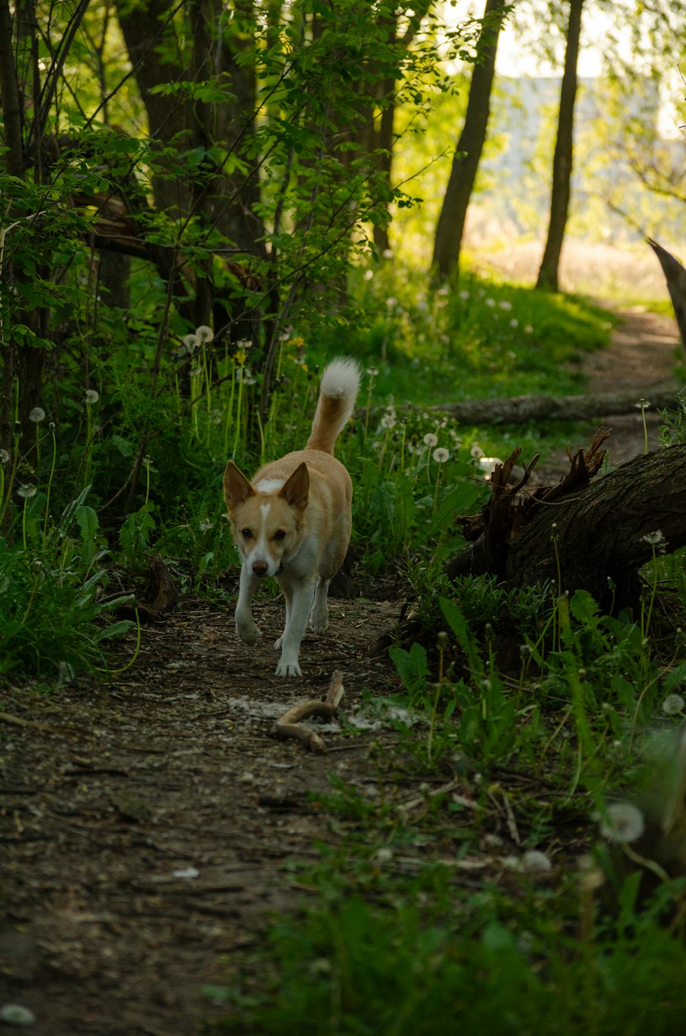 a small dog is walking through the woods