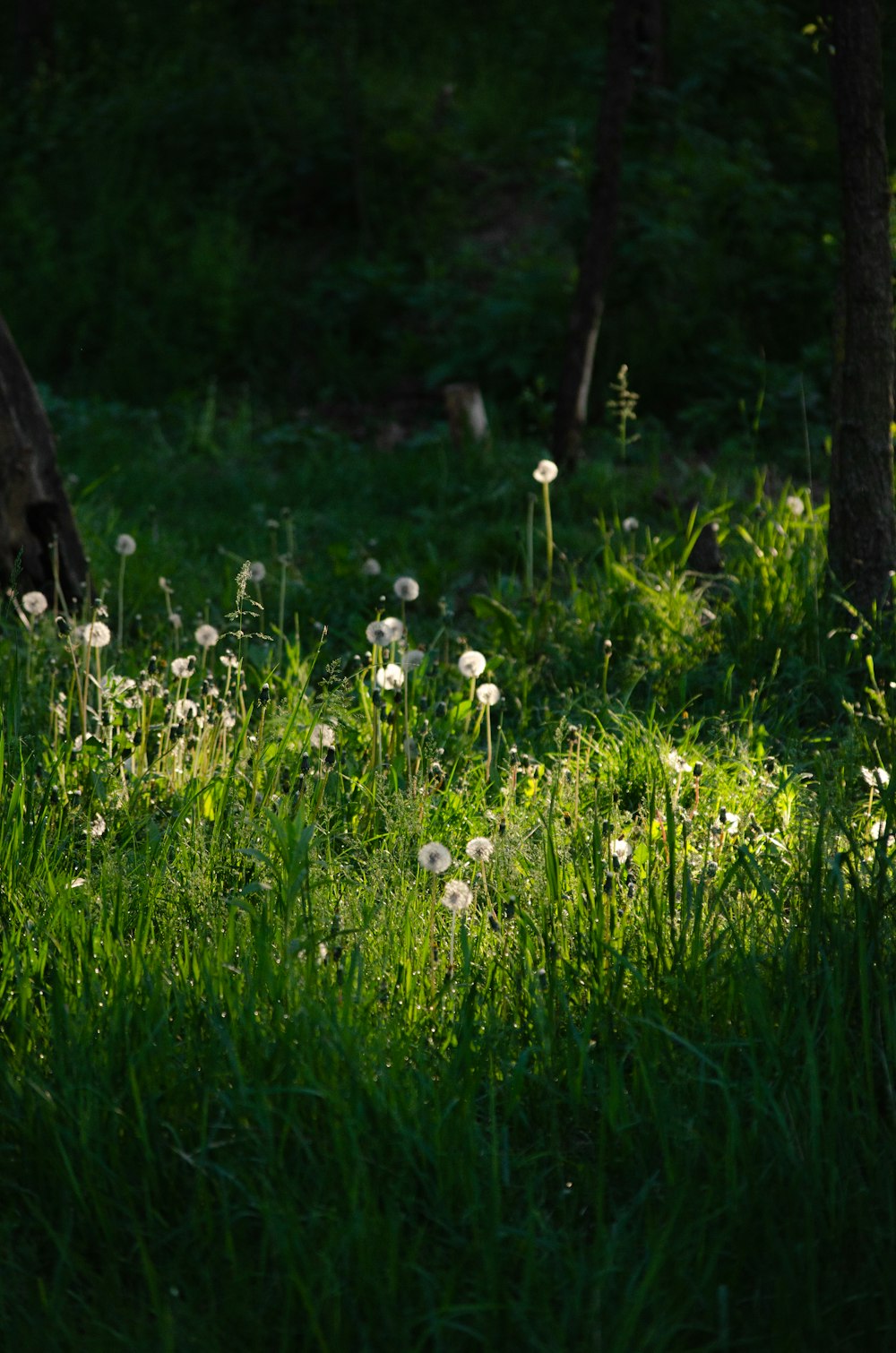 a bear in a field of grass and dandelions