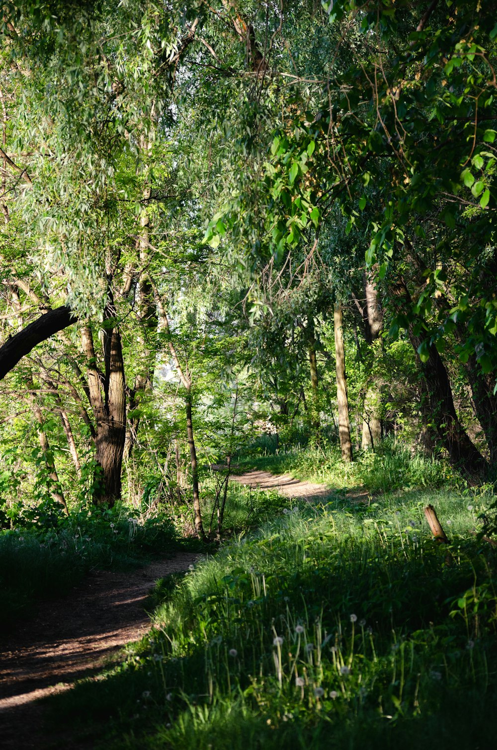 a dirt road surrounded by trees and grass