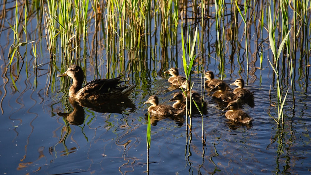 a group of ducks swimming on top of a lake