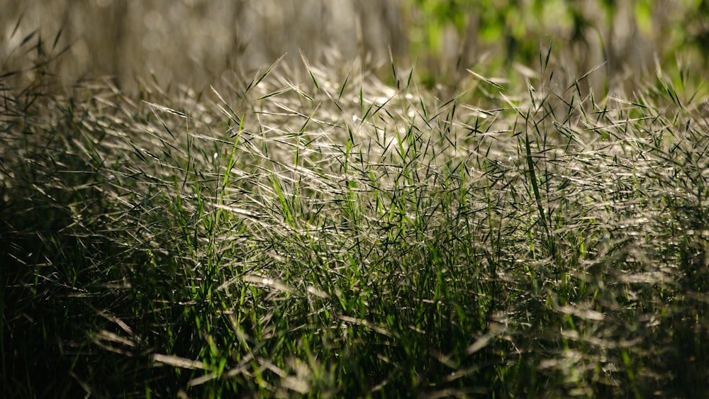 a close up of a field of grass