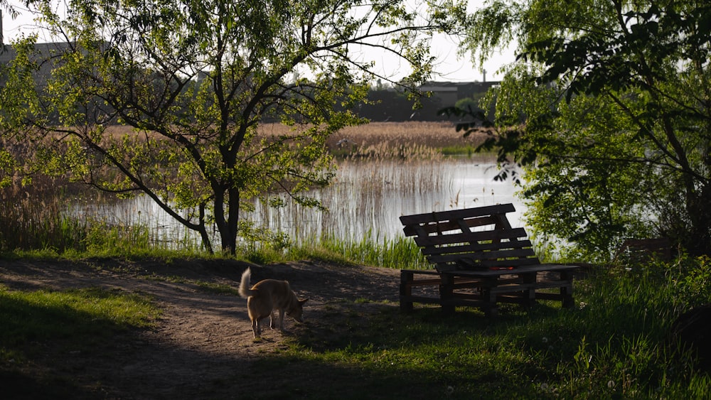 a dog standing next to a bench near a lake