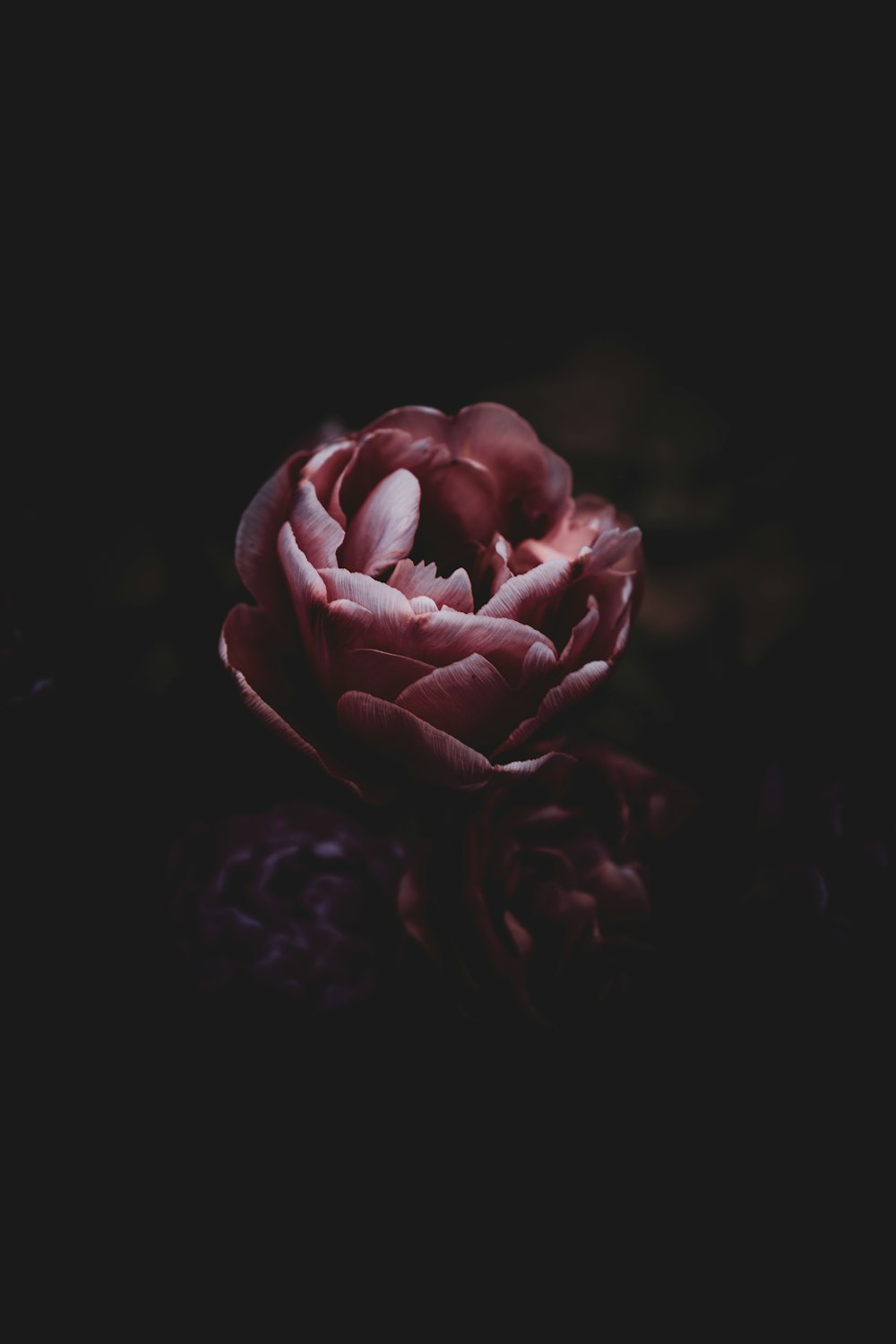 a single red rose sitting on top of a table