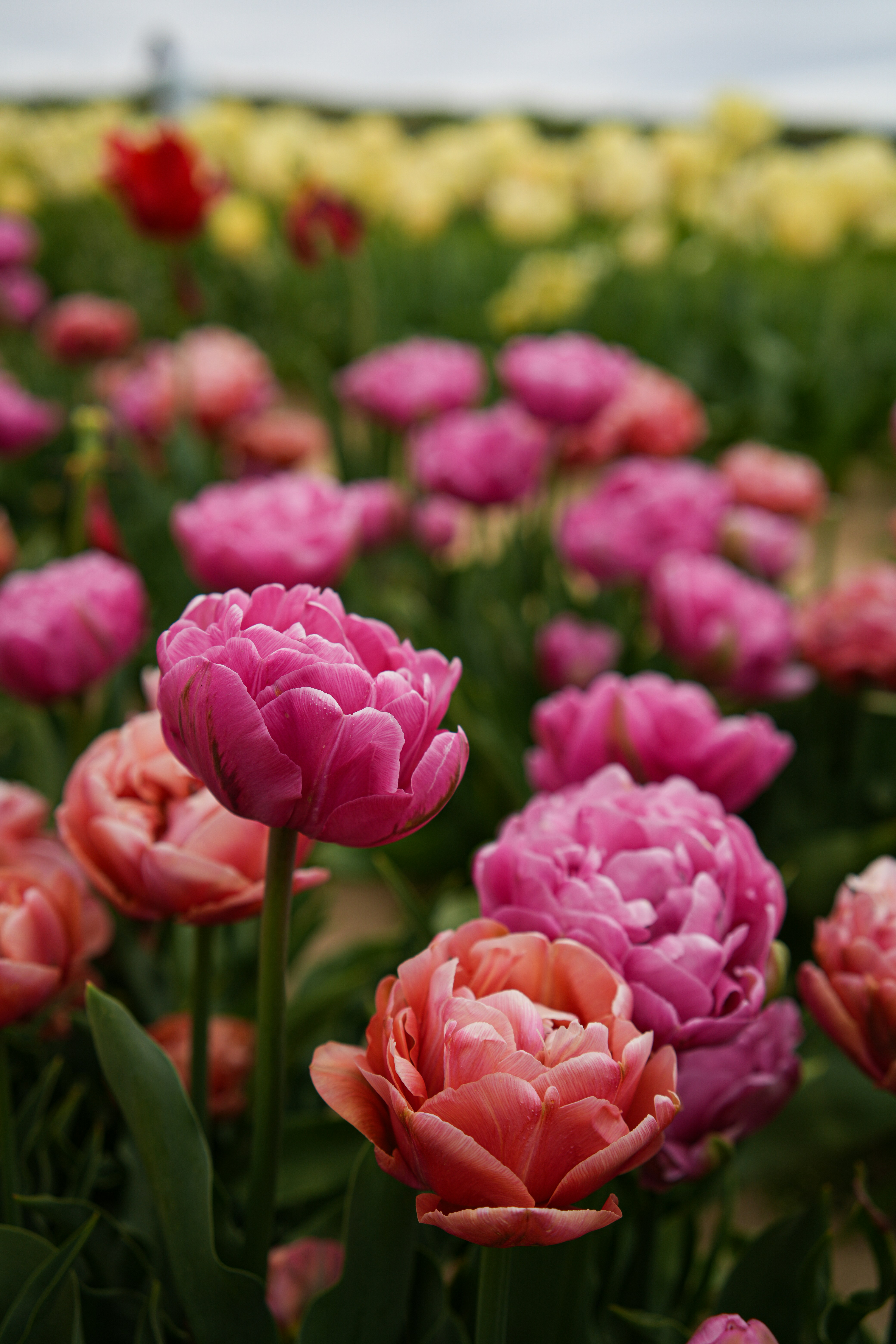 Photo by everestblendphotography