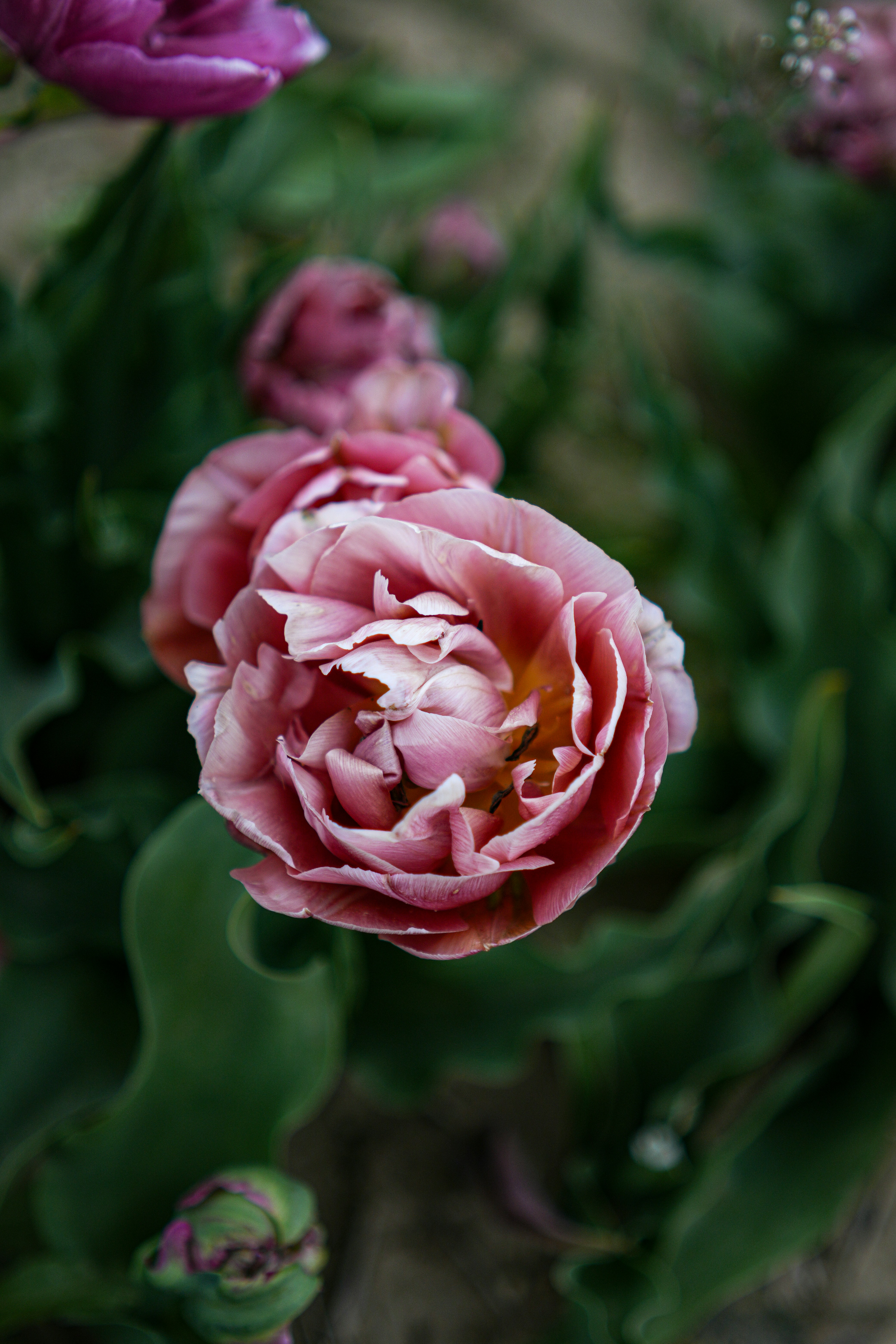 Photo by everestblendphotography