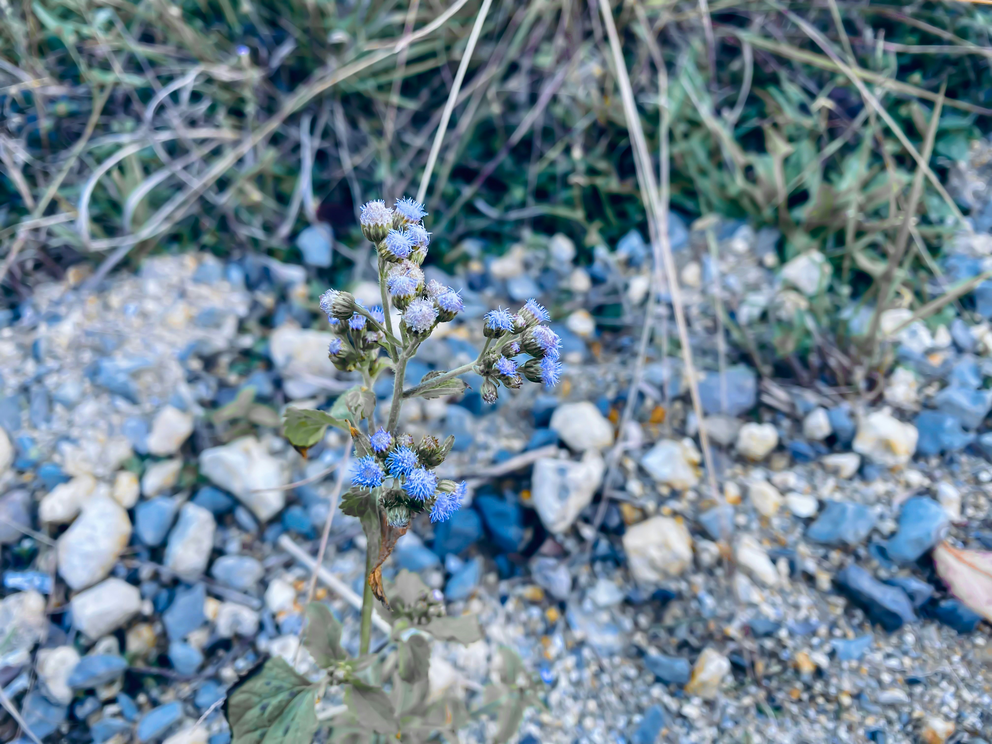 A small blue flower sitting on top of a rocky ground photo – Free ...