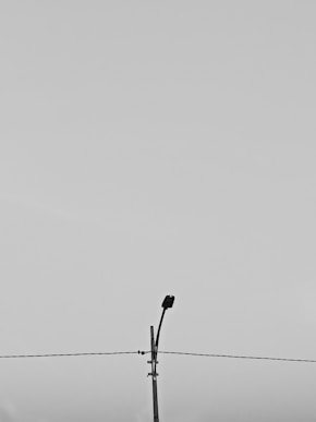 a black and white photo of a bird on a wire