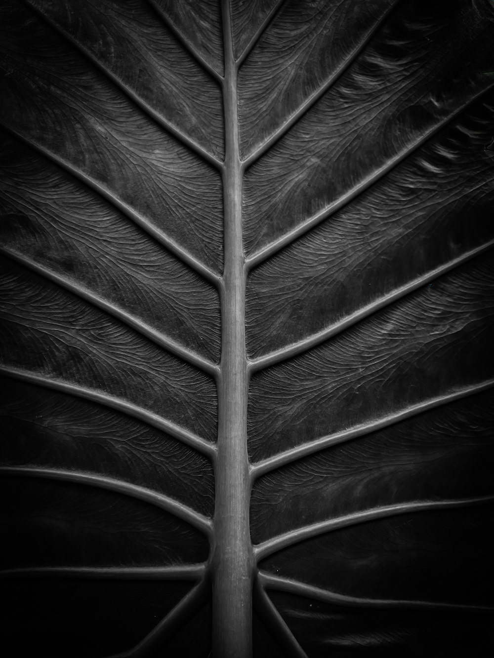 a black and white photo of a leaf