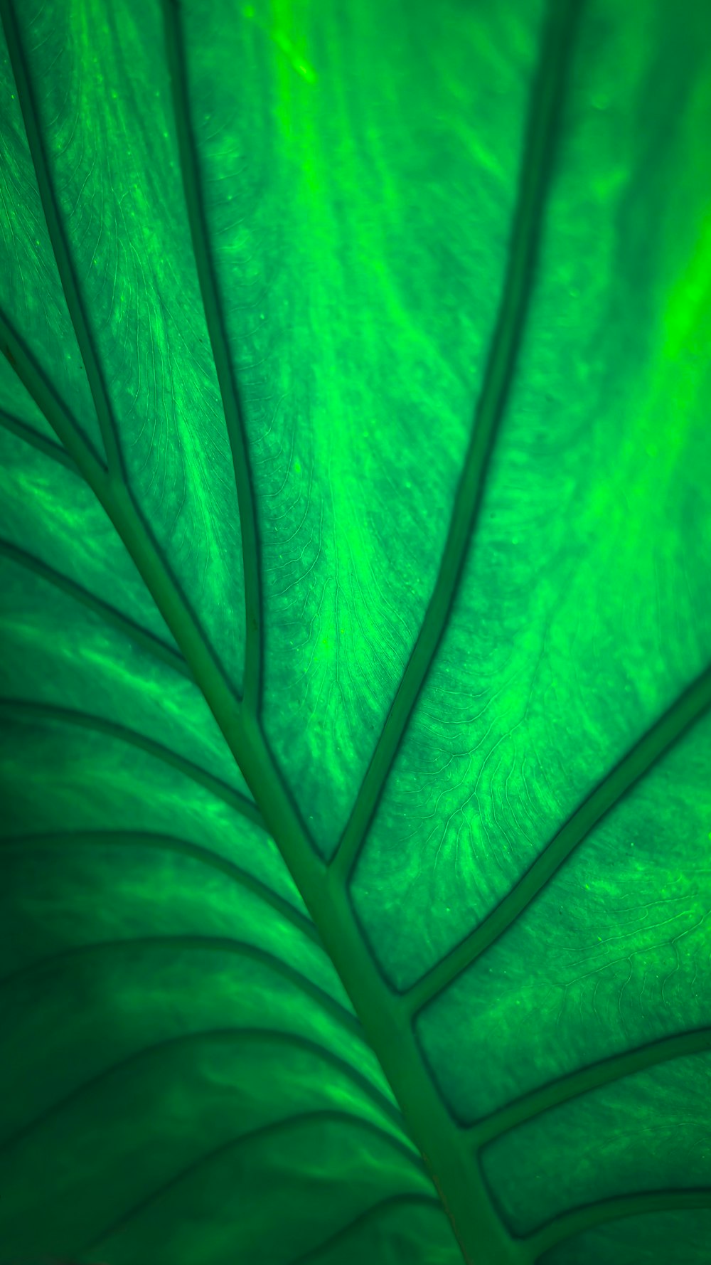 a close up of a large green leaf