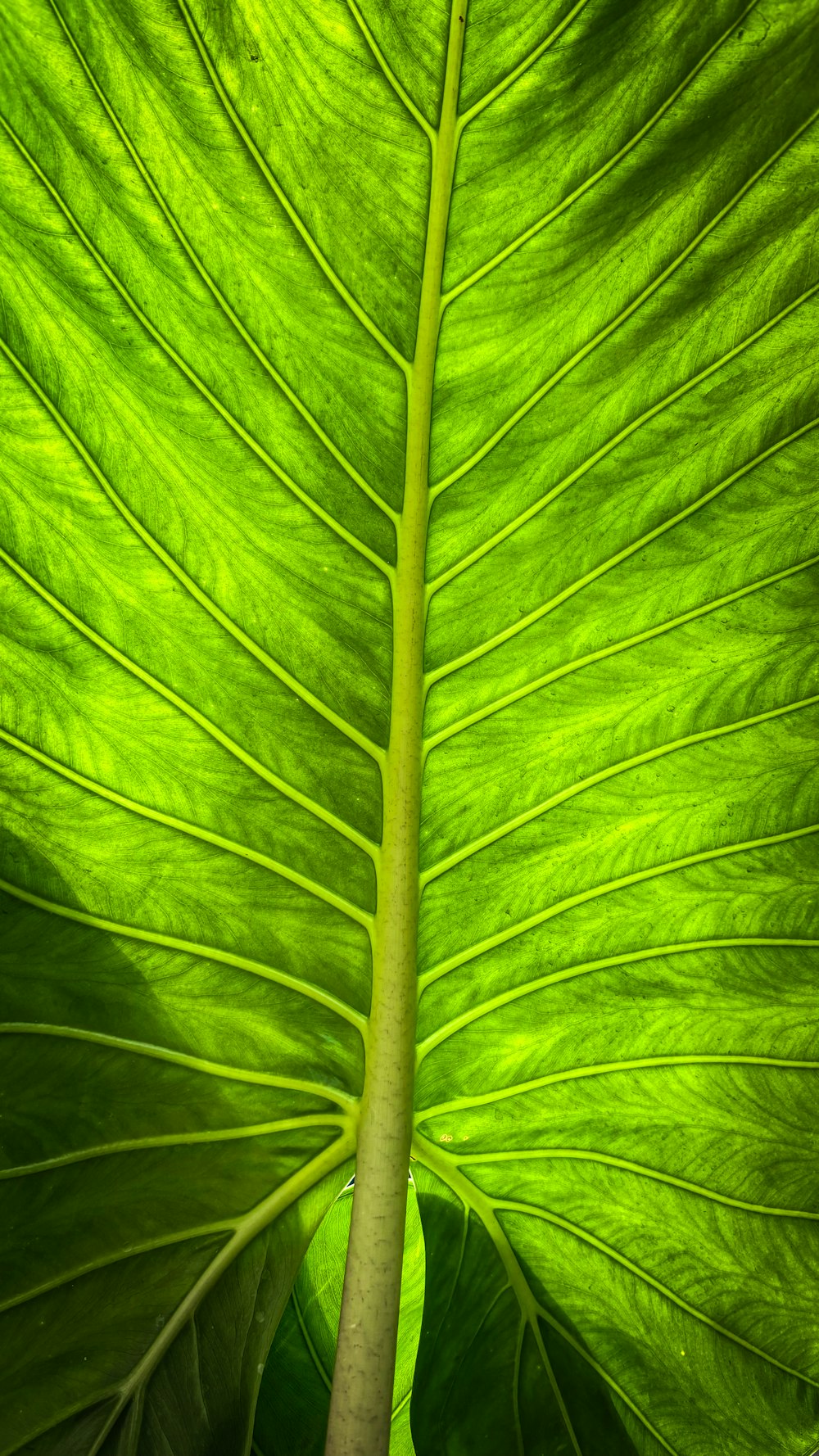 a close up of a large green leaf