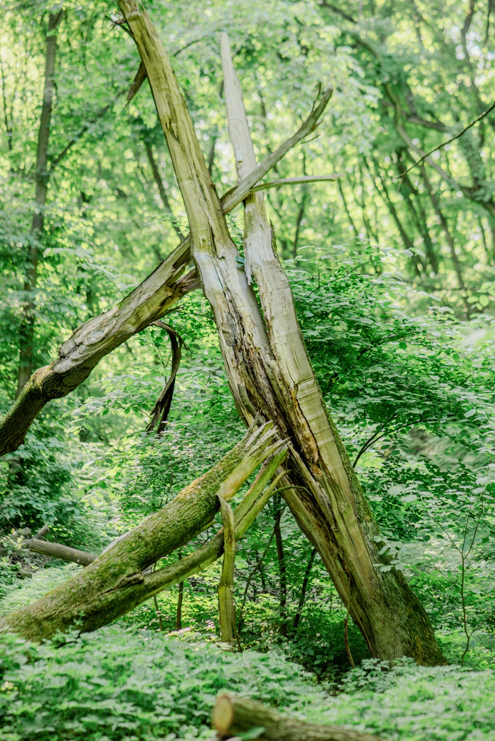 a tree that is in the middle of a forest