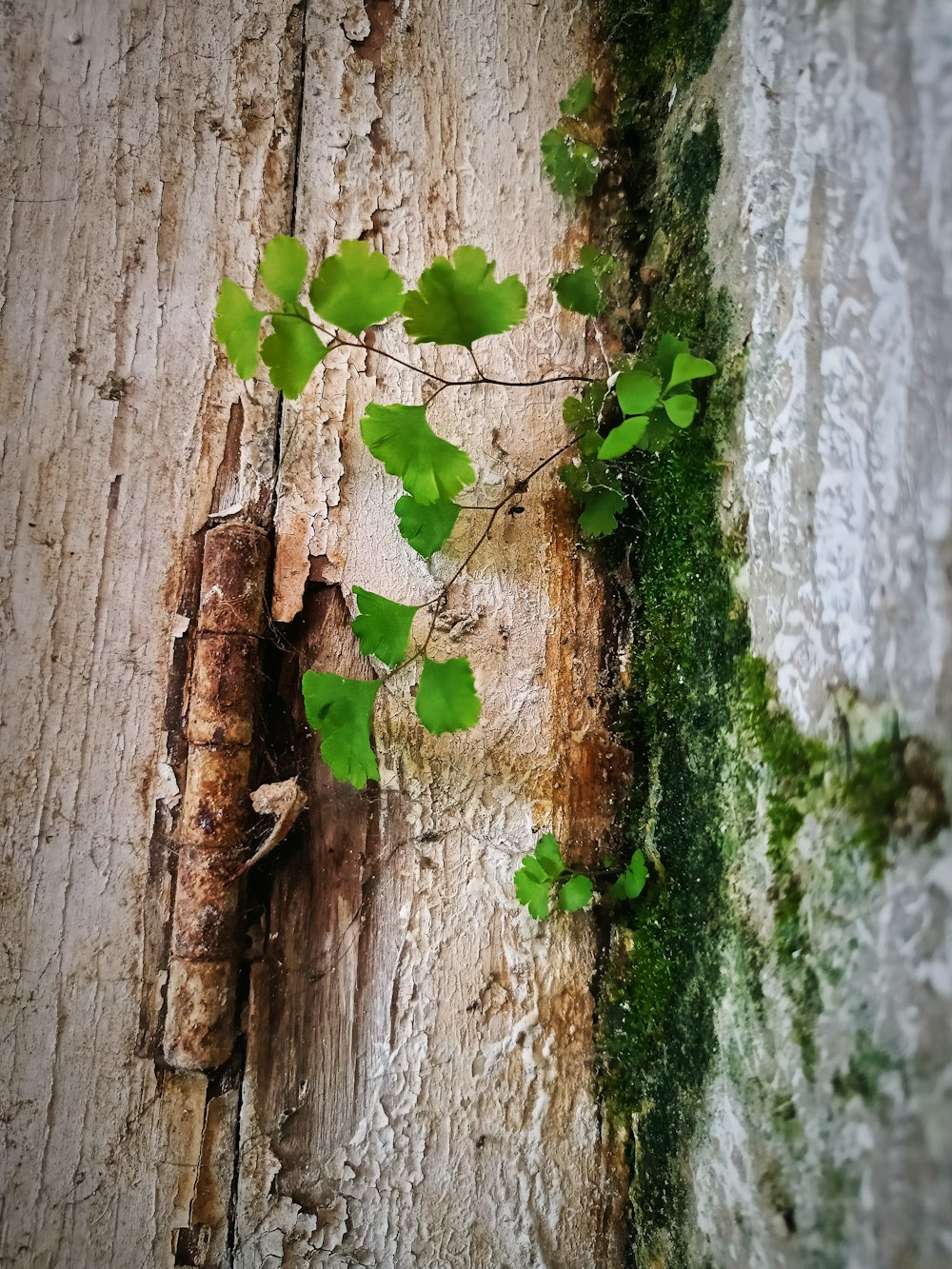 a close up of a tree trunk with a vine growing on it