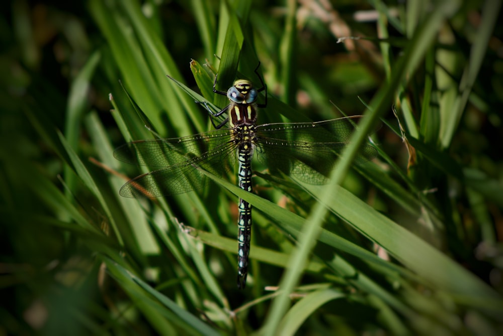 a dragonfly sitting on top of a lush green field