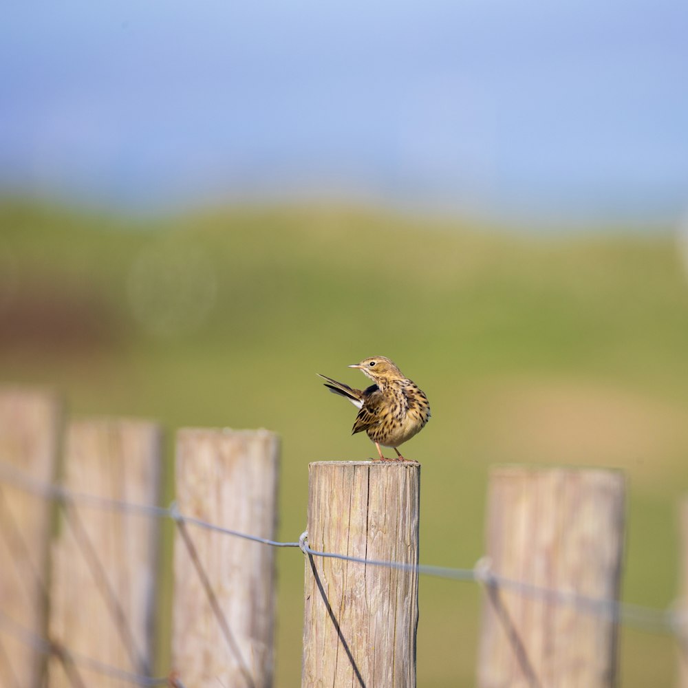 a small bird sitting on top of a wooden post