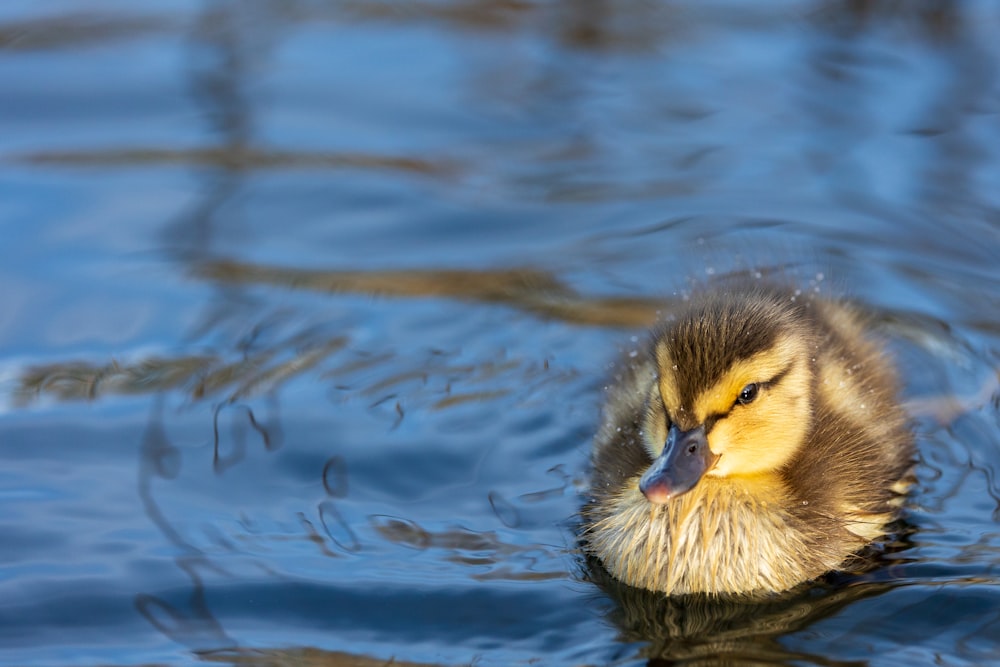 a duck floating on top of a body of water