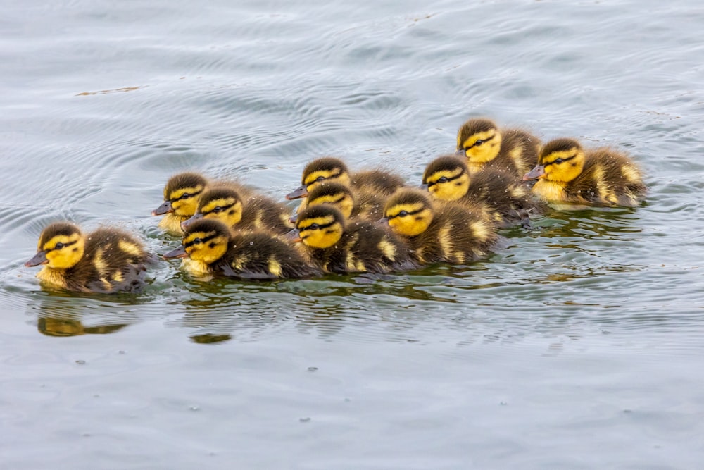 a group of ducklings are swimming in the water