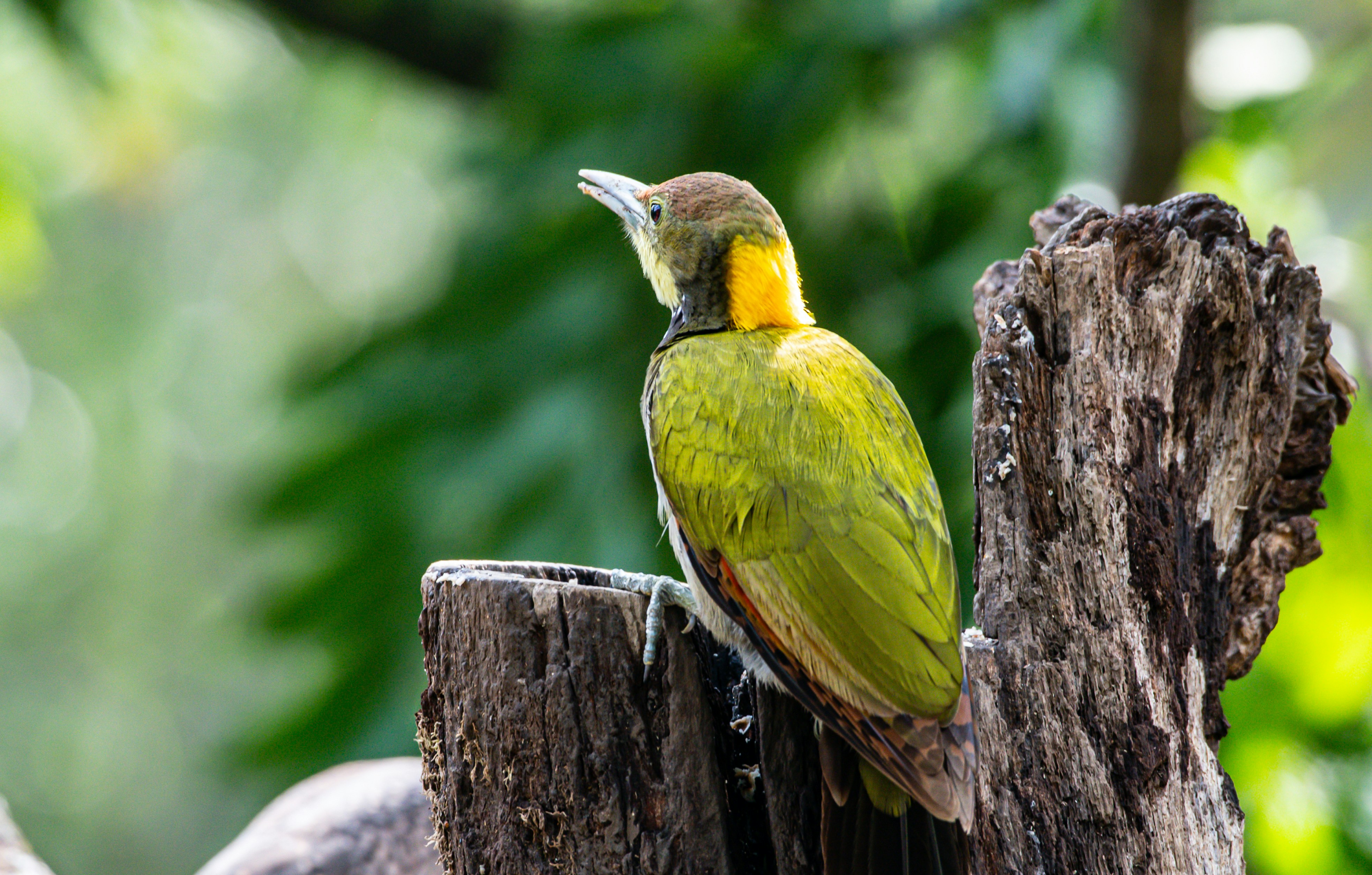 a yellow and green bird sitting on a tree stump