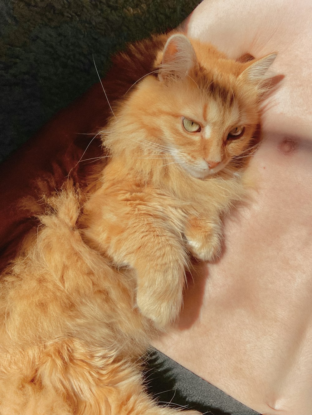 a fluffy orange cat laying on top of a couch