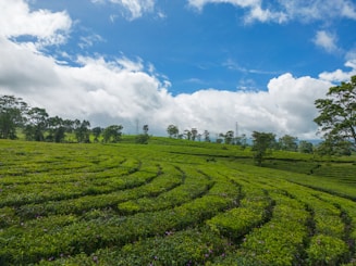a large field of green grass with trees in the background