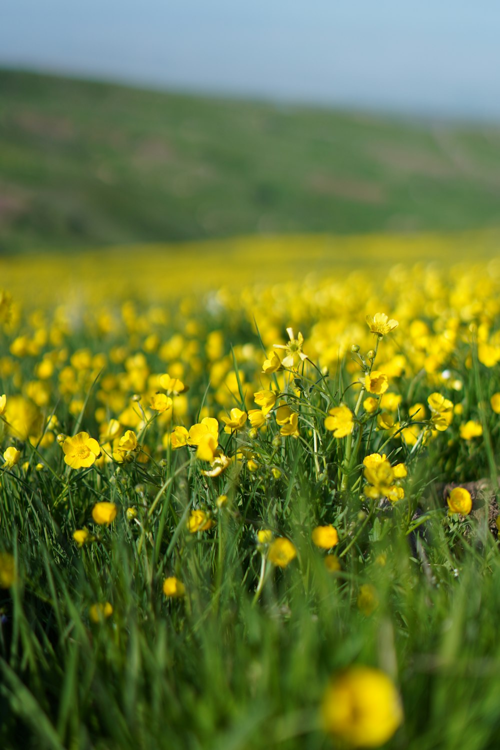 a field full of yellow flowers with a hill in the background