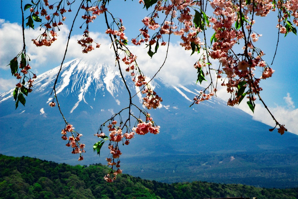 a view of a mountain with pink flowers in the foreground