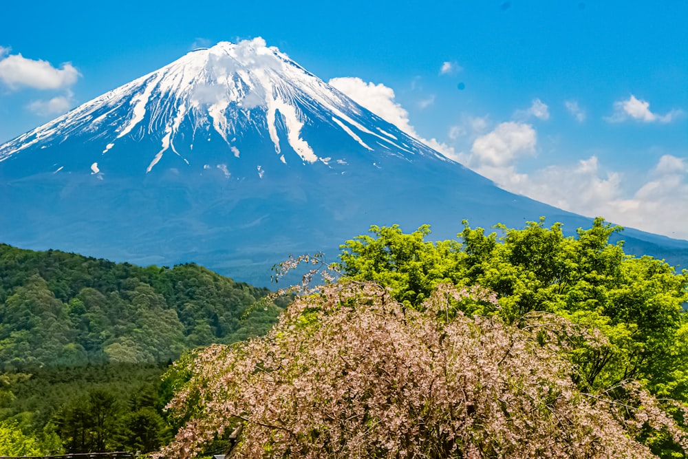 a view of a snow capped mountain with trees in the foreground