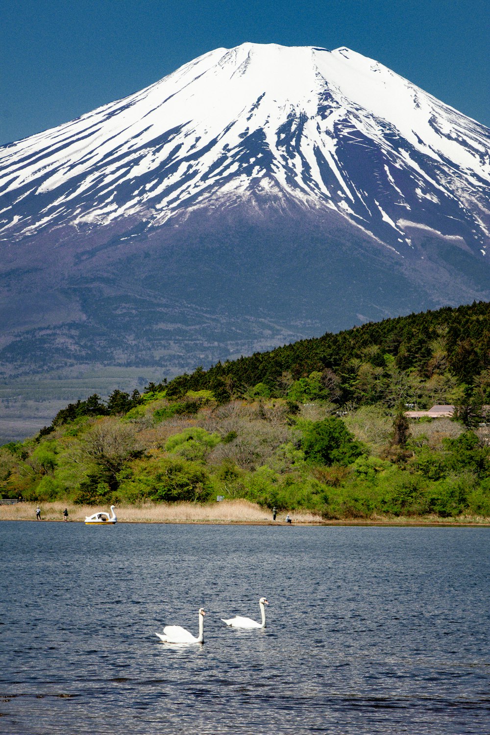 two swans swimming in a lake with a mountain in the background