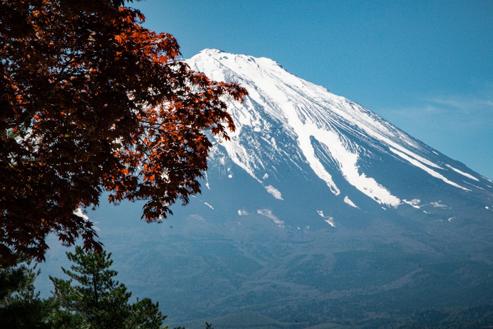 a snow covered mountain with trees in the foreground