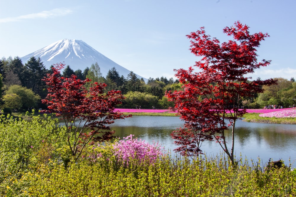 a lake surrounded by trees and flowers with a mountain in the background