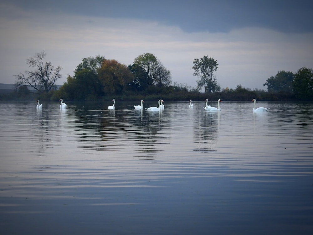 a group of swans swimming in a lake