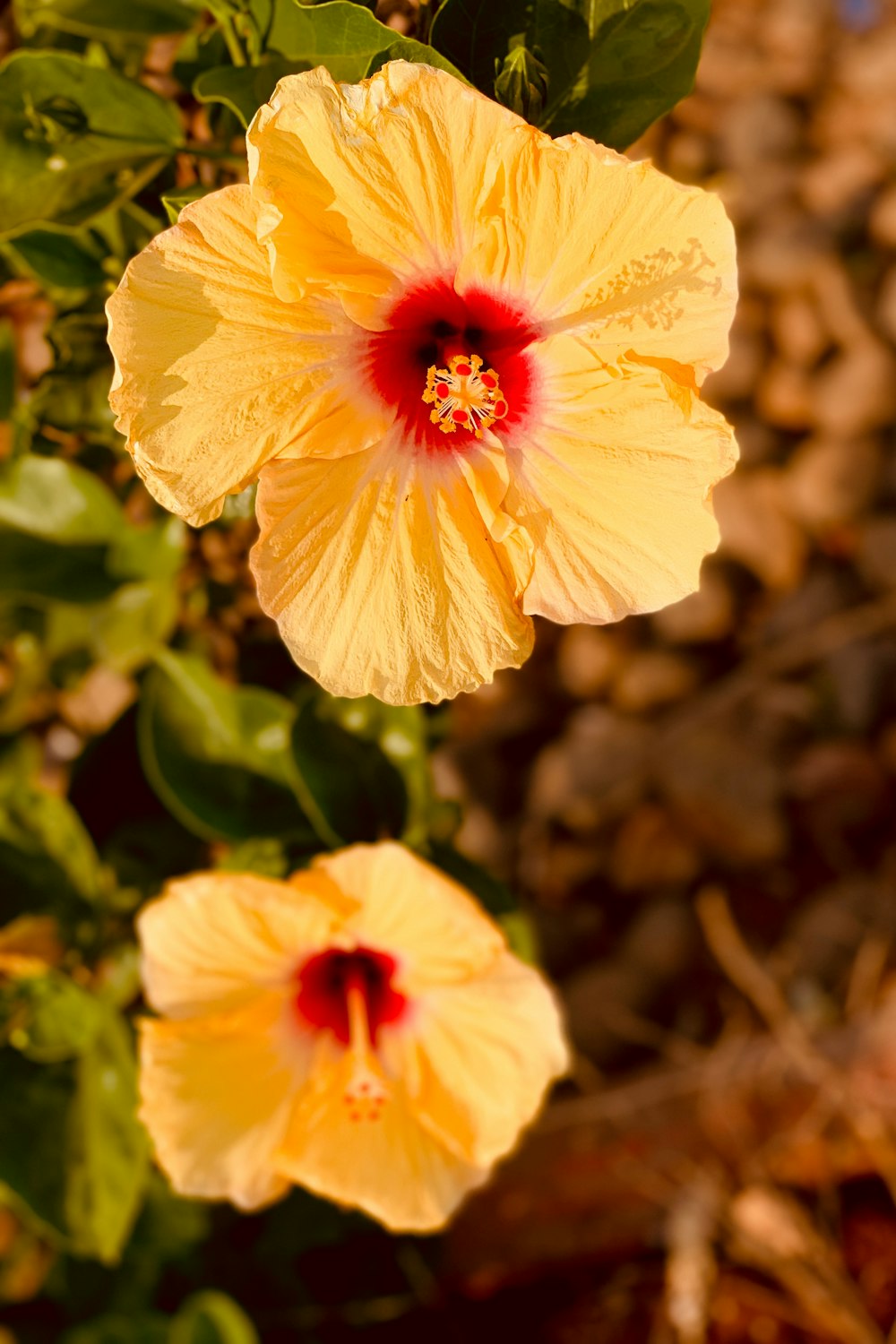 two yellow flowers with a red center in a garden