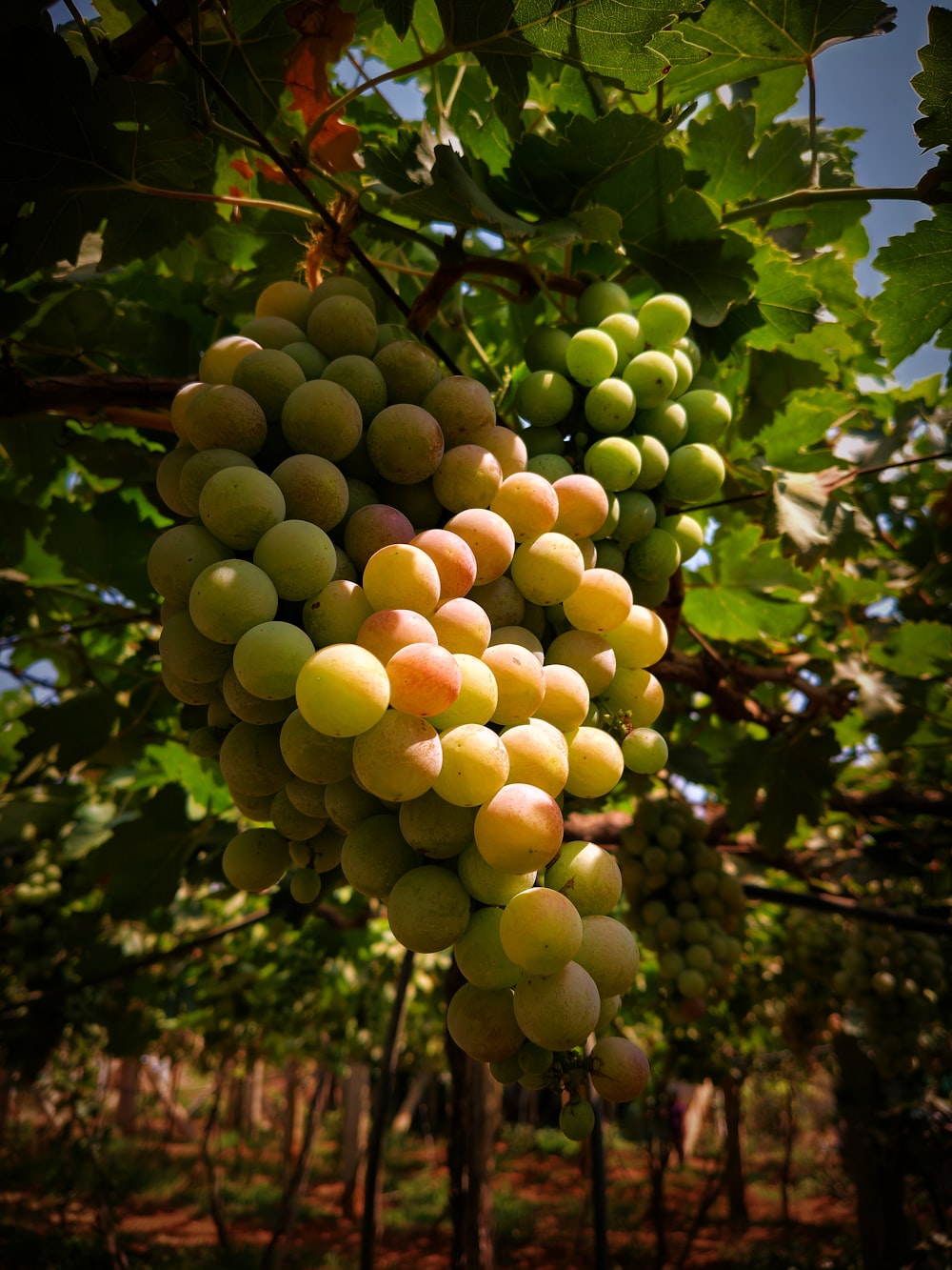 um cacho de uvas pendurado em uma árvore