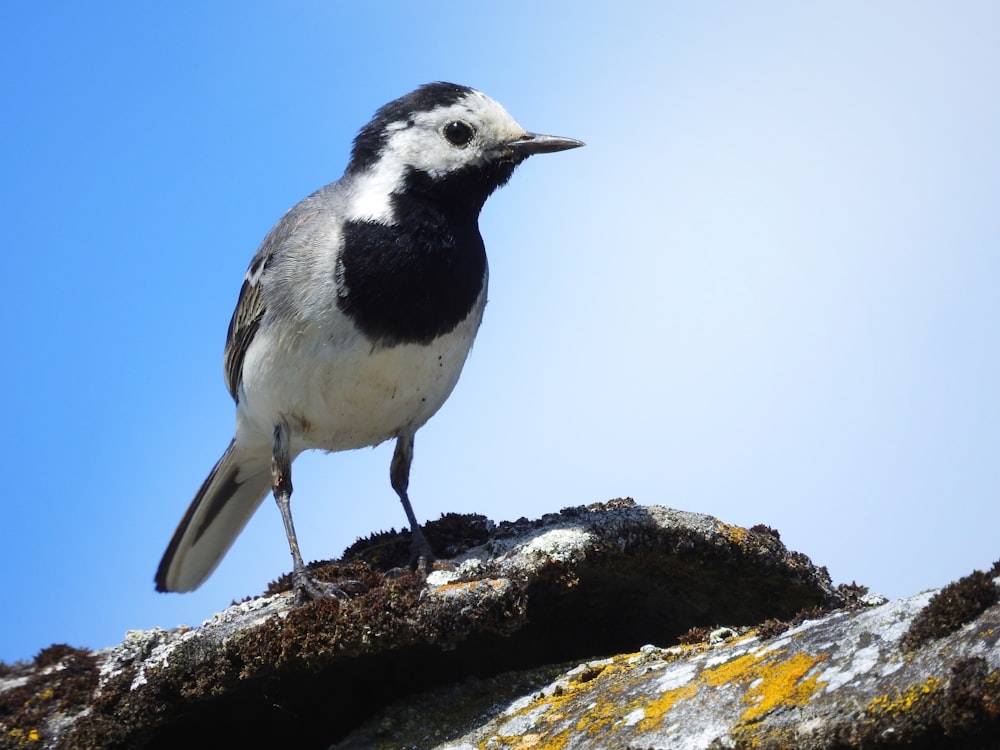 a black and white bird standing on a rock