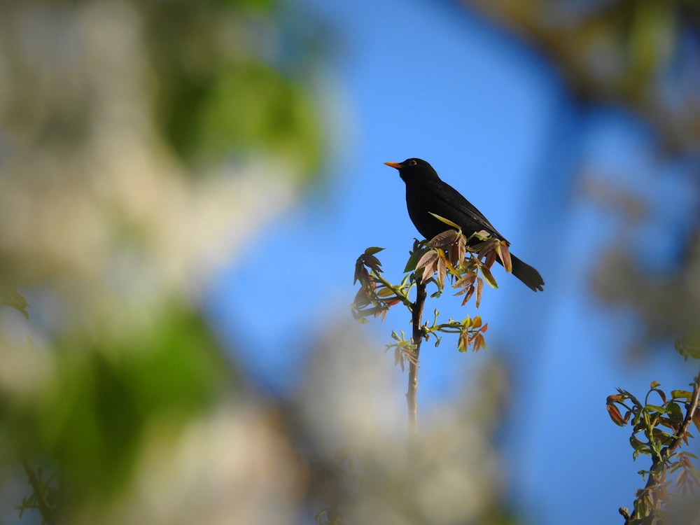 a black bird sitting on top of a tree branch