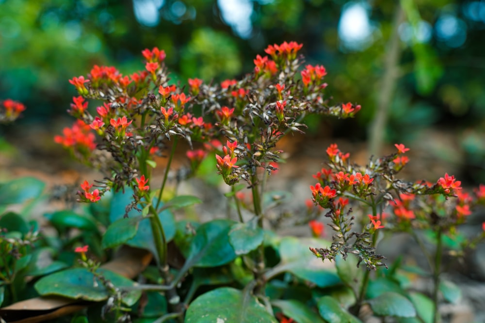 a close up of a plant with red flowers