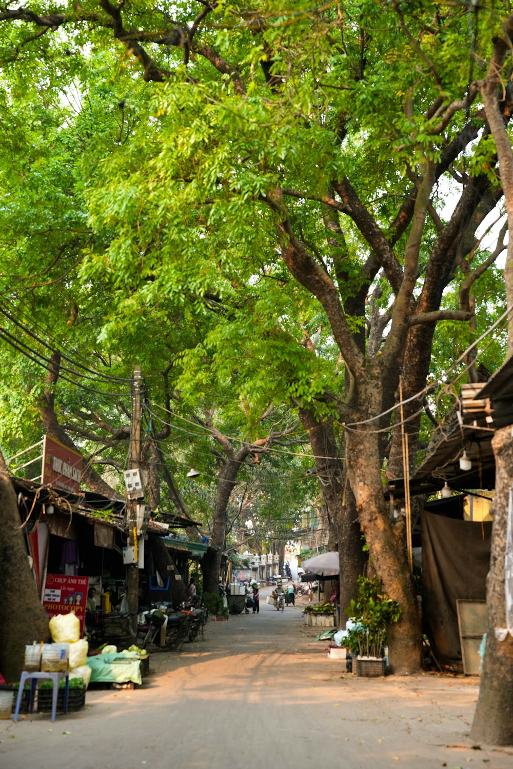 an elephant walking down a tree lined street