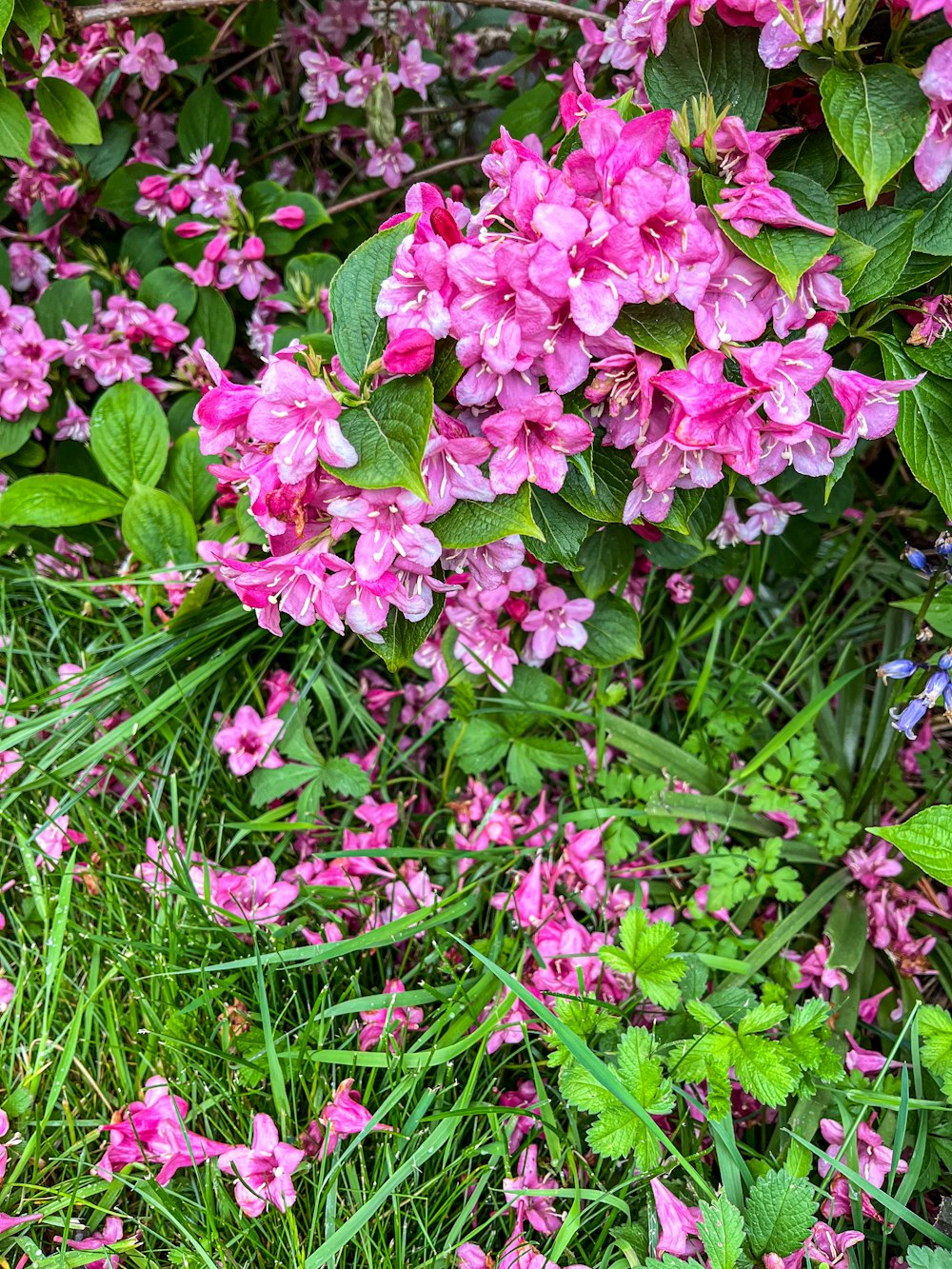 a bunch of flowers that are in the grass