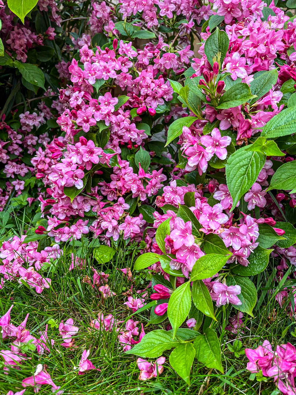 a bunch of flowers that are in the grass