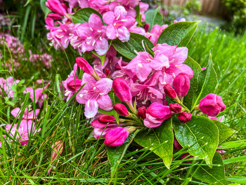 a bunch of pink flowers that are in the grass