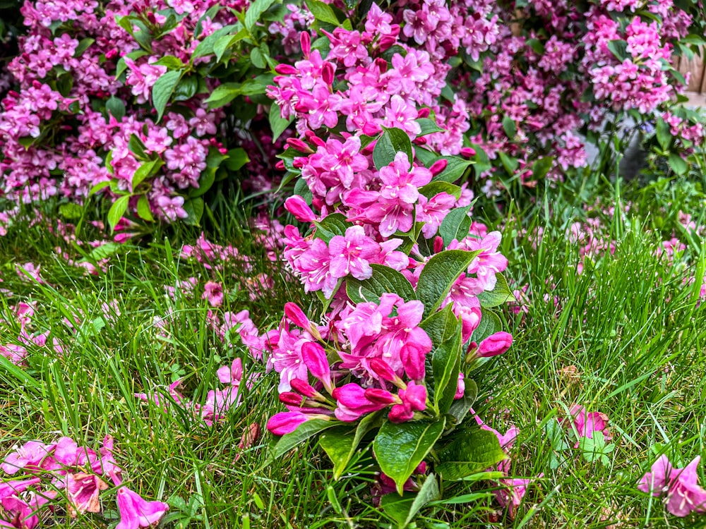 a bunch of pink flowers that are in the grass