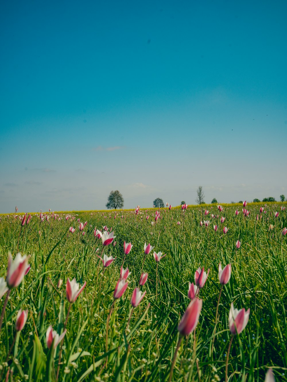 a field full of pink tulips under a blue sky